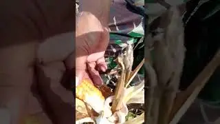 Panen Jagung (MP3 Official Music)