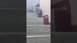 Коту похуй!)