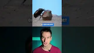 Куда катит💩жук-навозник? #биология #факты #егэ #огэ #природа #животные