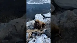 Сивучи в центре города