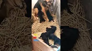 Nora and her puppies 😍😍 ||ritik dog kennel|| #puppies #pitbull #jarmanshepherd # #shortsfeed #shorts