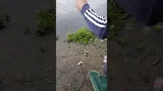 Мелкий подлещик не дает покоя #fishing #рыбалка #shortvideo
