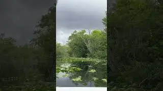 Only time Enya (Everglades National park safari )