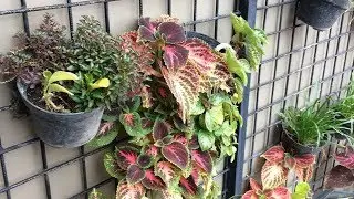 Easy Vertical Garden Design Ideas for Small Space