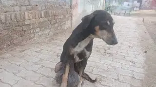 This dog have cancer please donate 😮‍💨😮‍💨😪😪