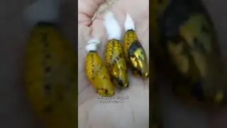 Живые бабочки