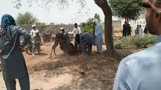 Dangerous Cow Qurbani🤓|Qurbani at Kisran🥰 #shorts