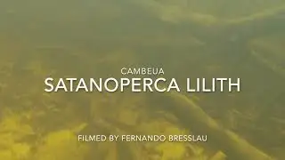 Satanoperca lilith in the Wild