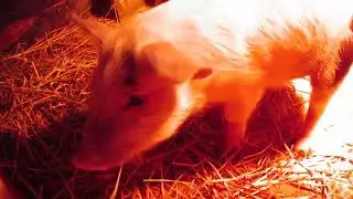 жизнь кипит. видео о наших животных на ферме