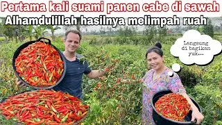 CHILI HARVEST IN THE FIELD FOR THE FIRST TIME || THANK GOD THE RESULTS ARE ABUNDANT