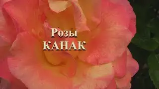 Крым.Канака.Розы.21 мая.