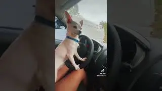Чихуахуа мини