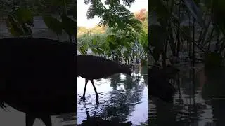 Trail Cam Footage: A Great Blue Heron (listen for the audio at the end)!