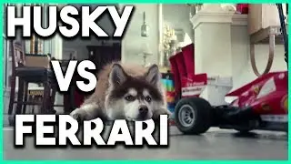 SIBERIAN HUSKY VS FERRARI (Week 3-5)