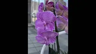 Композиция лучше букета! Вы согласны? Доставка по Краснодару есть...