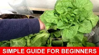 Step-by-Step Easy Beginners Guide: Growing Crisp Lettuce with Recycled Plastic Bottles