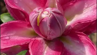 ЦВЕТЕНИЕ ЛИЛИЙ🔥❤️. ROSELILY, ОНИ СУЩЕСТВУЮТ 🌺🌸🌺🥰