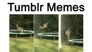 Tumblr Memes