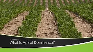 What is Apical Dominance?