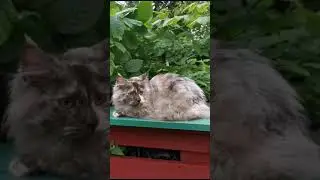 Maine Coon kittens. Female. Smoke turtle color. Available.
