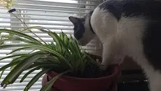 котику очень вкусненько