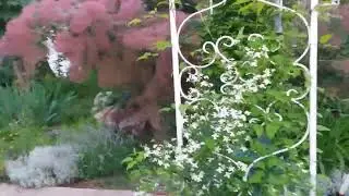 все в шоке от цветения моей скумпии!  Сажайте у себя это  чудо!