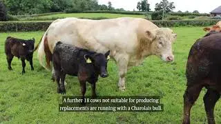 Breeding draws to a close on Armagh BETTER farm