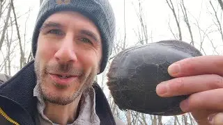 Midland Painted Turtle | CREATURE FEATURE #15