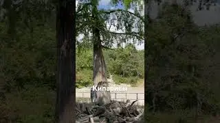 ❗️НЕВЕРОЯТНО❗️#КИПАРИСЫ без ВОДЫ