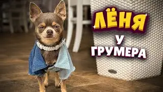 Lenya at the groomer