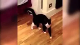 Cats funny moves // Кошак смешно передвигается