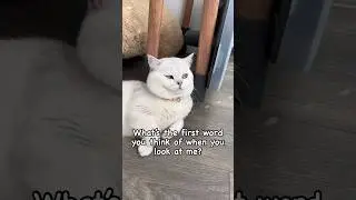 What’s The First Word You Think Of When You Look At Me👀 #shorts #catlover #youtubeshorts