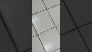 Как муха ловит ритм #шортс #жиза
