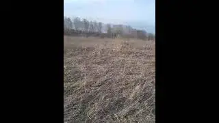 Осмотр будушего места для постройки фермы для выращивания КРС.     Видео-1.