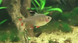 Rosensalmler (Hyphessobrycon rosaceus)