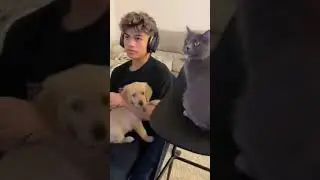 Golden Retriever & Cat