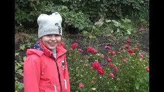 У Вики распустились астры
