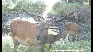 Олени (и не только) на фотоловушку возле лесной лужи
