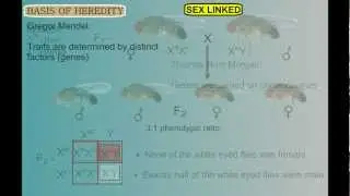 Genetics Part 3: Sex Linked Traits