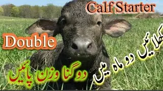 Use Calf Starter For Better growth of your Calves |دو مہینے میں جانور کا وزن دو گنا کریں