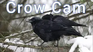 Crows in the Snow