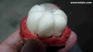 มังคุดโบราณลานสกา (เรือนมลราชนคร)