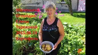 Маленький Огородик Елены Тереховой - 2015.06.19 Картофель