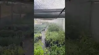 Полив с туманом