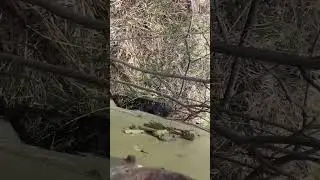 Это мы летом с посадки елочки ехали и утонули маленько😅