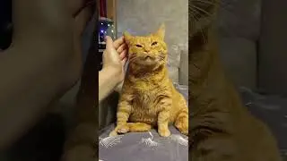 Cats pets dogs funny 