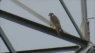 Peregrine Falcon at Nightingale Ponds