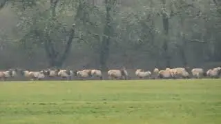 BIG WINTER ELK!!