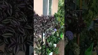 Зебрина - одно из лучших ампельных растений для украшения террасы или балкона