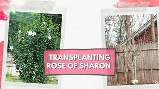 Transplanting in Spring 🎙 Broadway Gardener